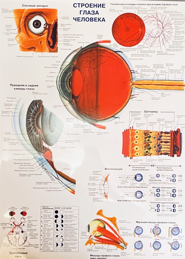 Структура глаза человека фото с описанием